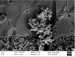 Crystal Tree of Perovskites