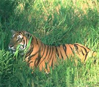 New method for image searching: differentiating the tiger from grass.