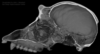 CARTA CT scan of chimpanzee skull