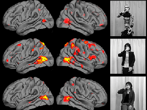 Brain responses as measured by fMRI to videos of a robot (top), android (middle), and human (bottom). 