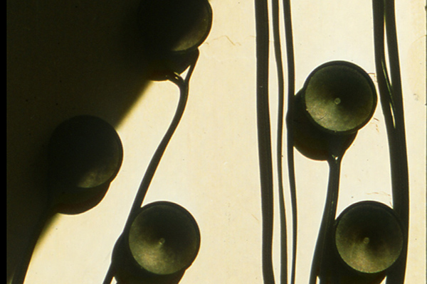 Detail of loudspeakers and wires of 
