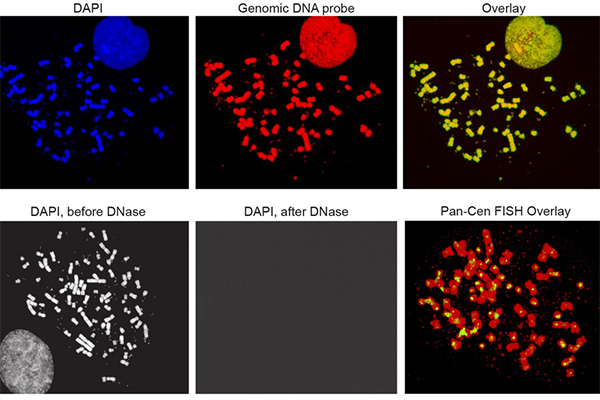 Images from Nature paper on extrachromosomal DNA to study cancer