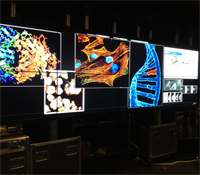 Calit2 display of biomedical imaging