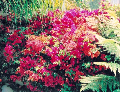 La Jolla Bougainvillea